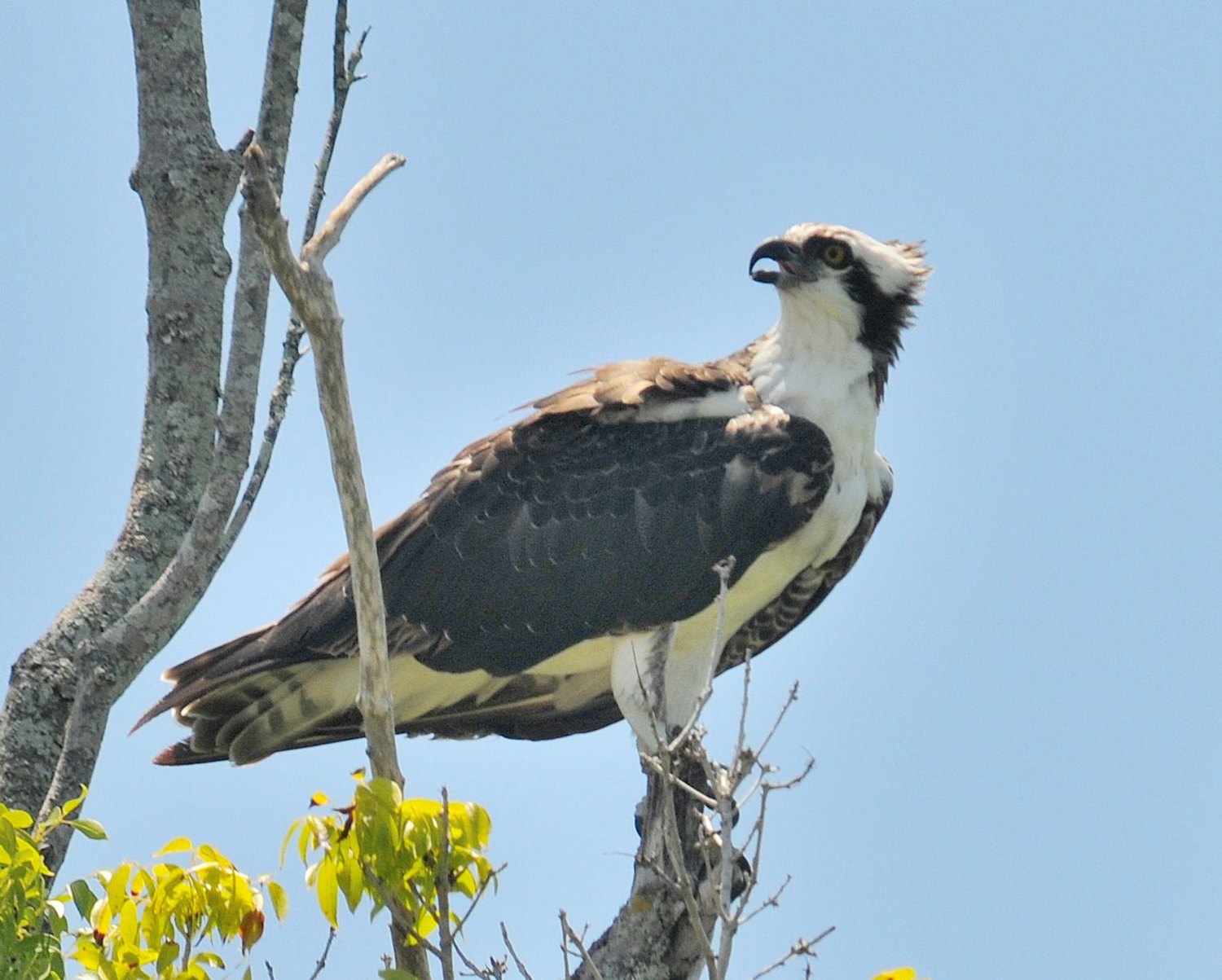Osprey perched on a bare tree branch against a blue sky