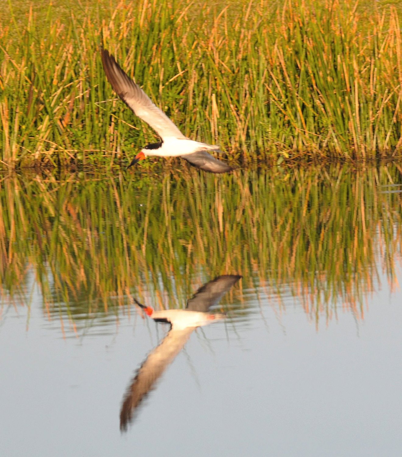 Black skimmer skimming a pond, mirrored in the water beside marsh grass