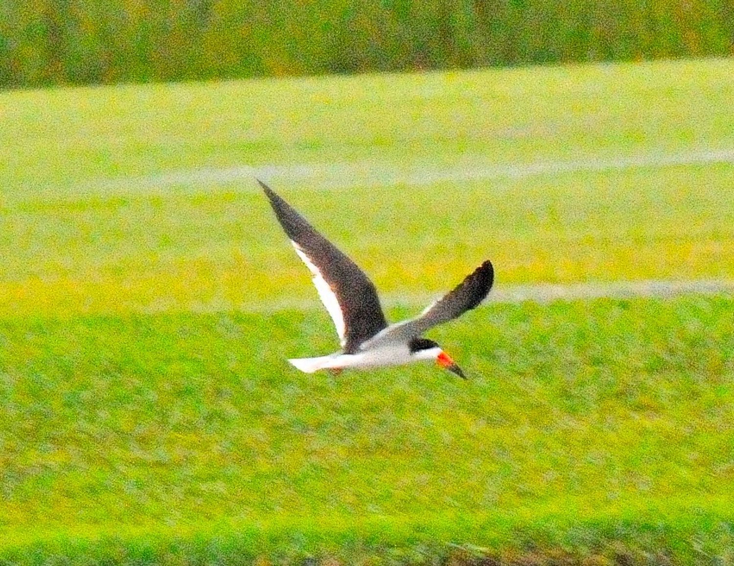 Black skimmer flying low over an Eagle Ridge fairway