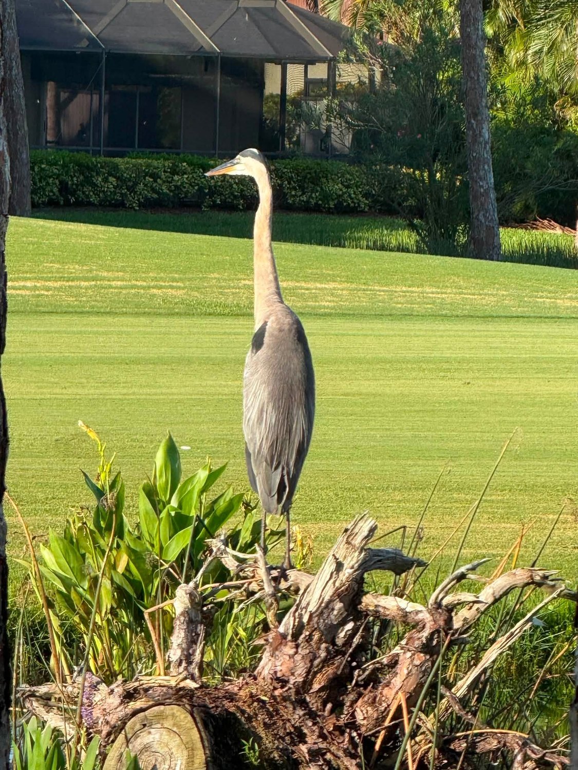 Great blue heron standing on a stump beside a lawn at Eagle Ridge