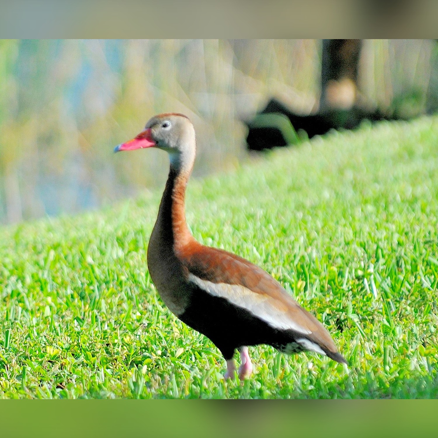 Black-bellied whistling duck standing in grass at Eagle Ridge
