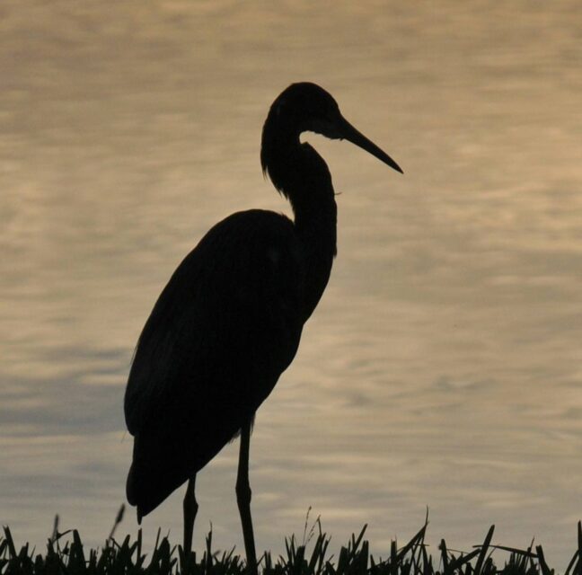 Great blue heron silhouetted against a golden sunset over the water