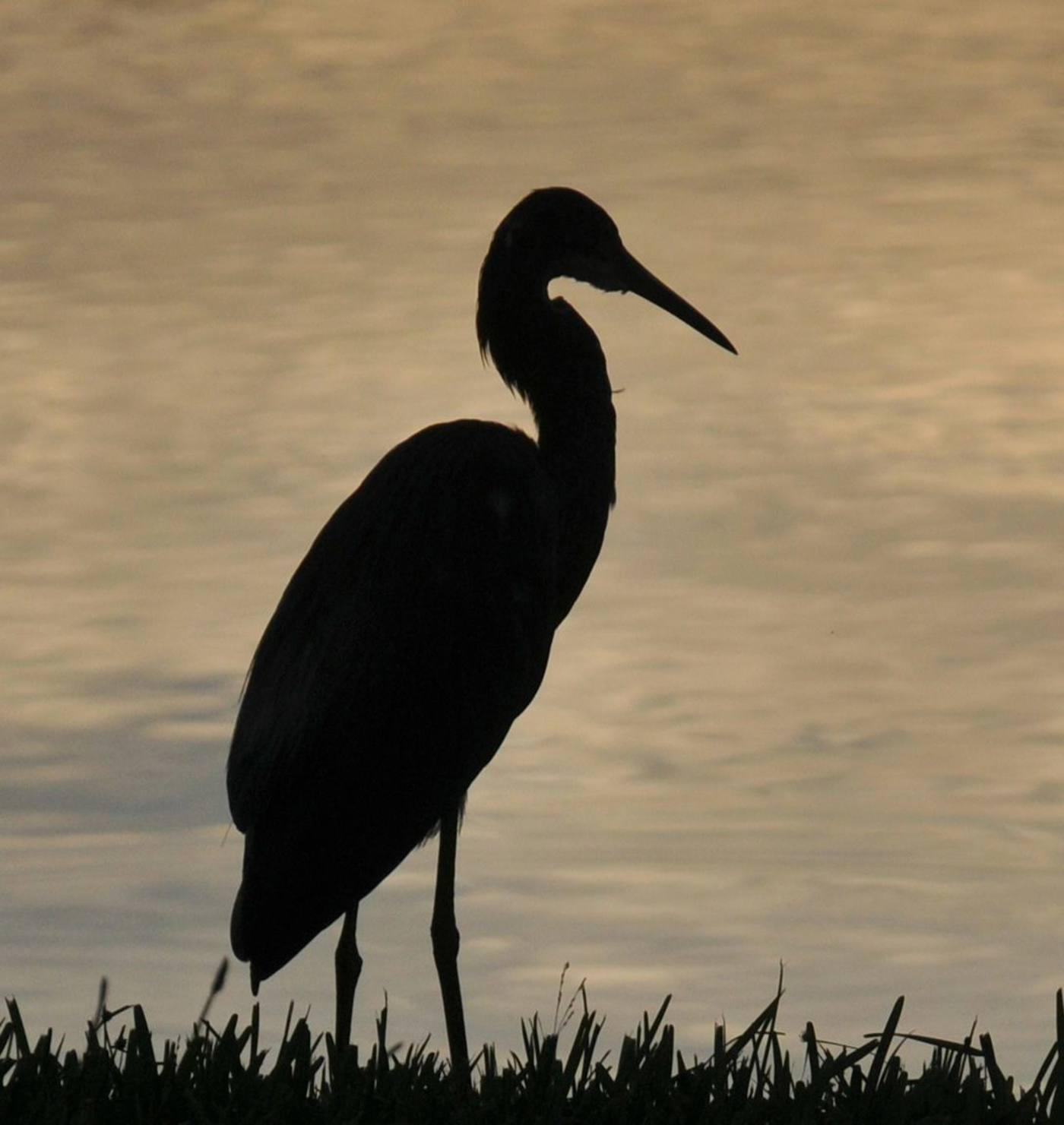 Great blue heron silhouetted against a golden sunset over the water